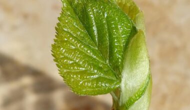 Ein erstes Blatt im Frühling.