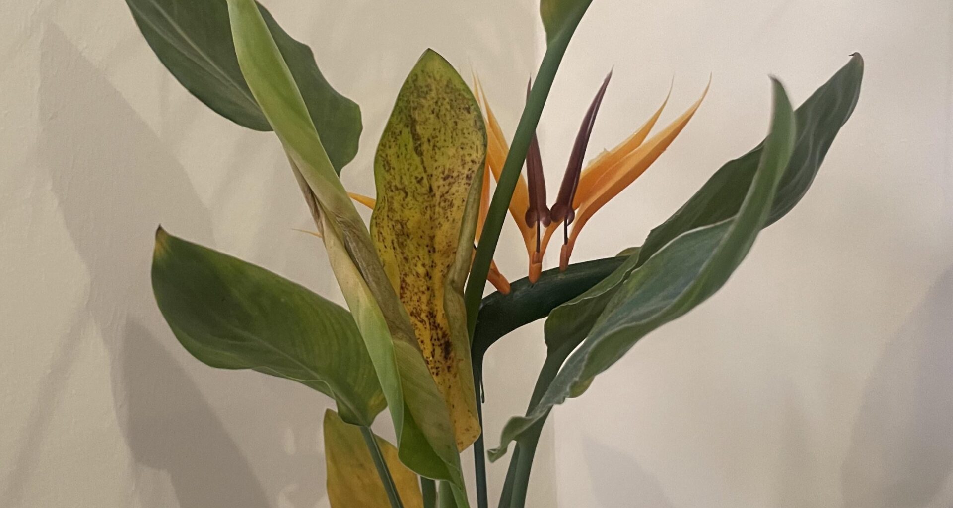 Hilfe Blätter meiner Strelitzie rollen sich ein