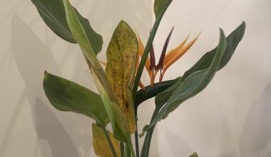 Hilfe Blätter meiner Strelitzie rollen sich ein