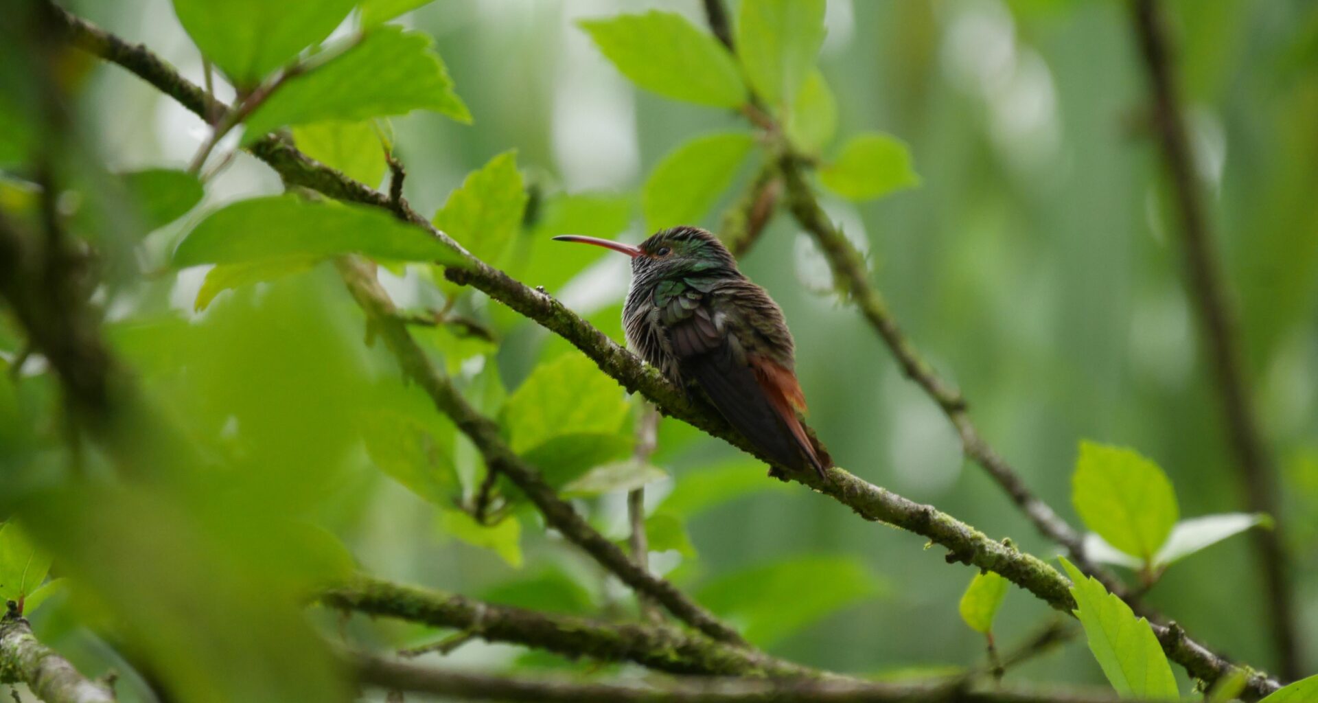 Nur ein Kolibri vor dem Balkon unserer Unterkunft in Costa Rica.