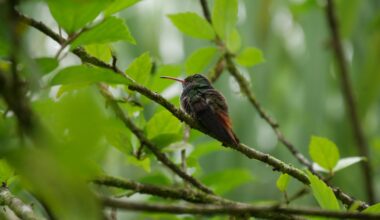 Nur ein Kolibri vor dem Balkon unserer Unterkunft in Costa Rica.