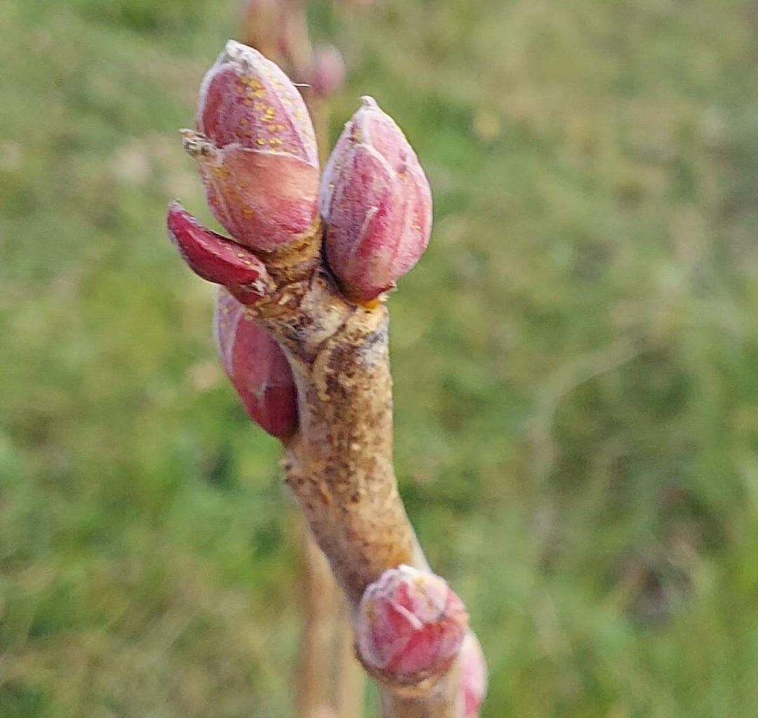 Mitte November und unsere Beeren bekommen Knospen