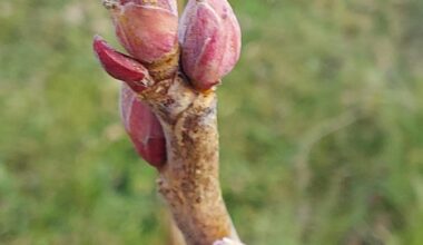 Mitte November und unsere Beeren bekommen Knospen