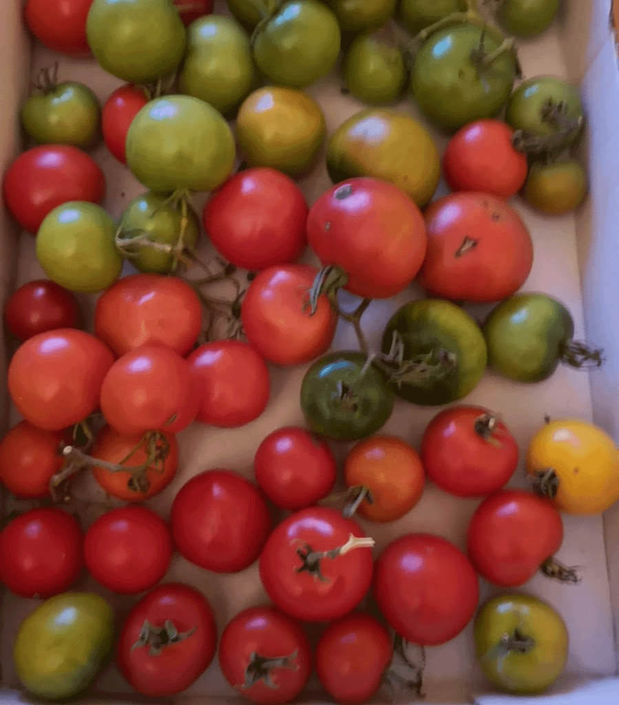 Anfang November hatte ich nochmal die letzten grünen Tomaten geerntet, bevor ich die Pflanzen auf den Kompost entsorgt hatte. Die ersten sind jetzt reif :)