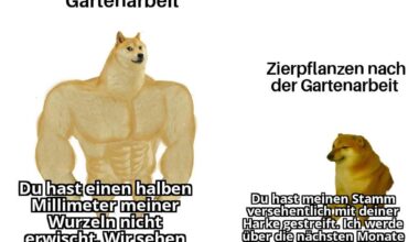ich_iel