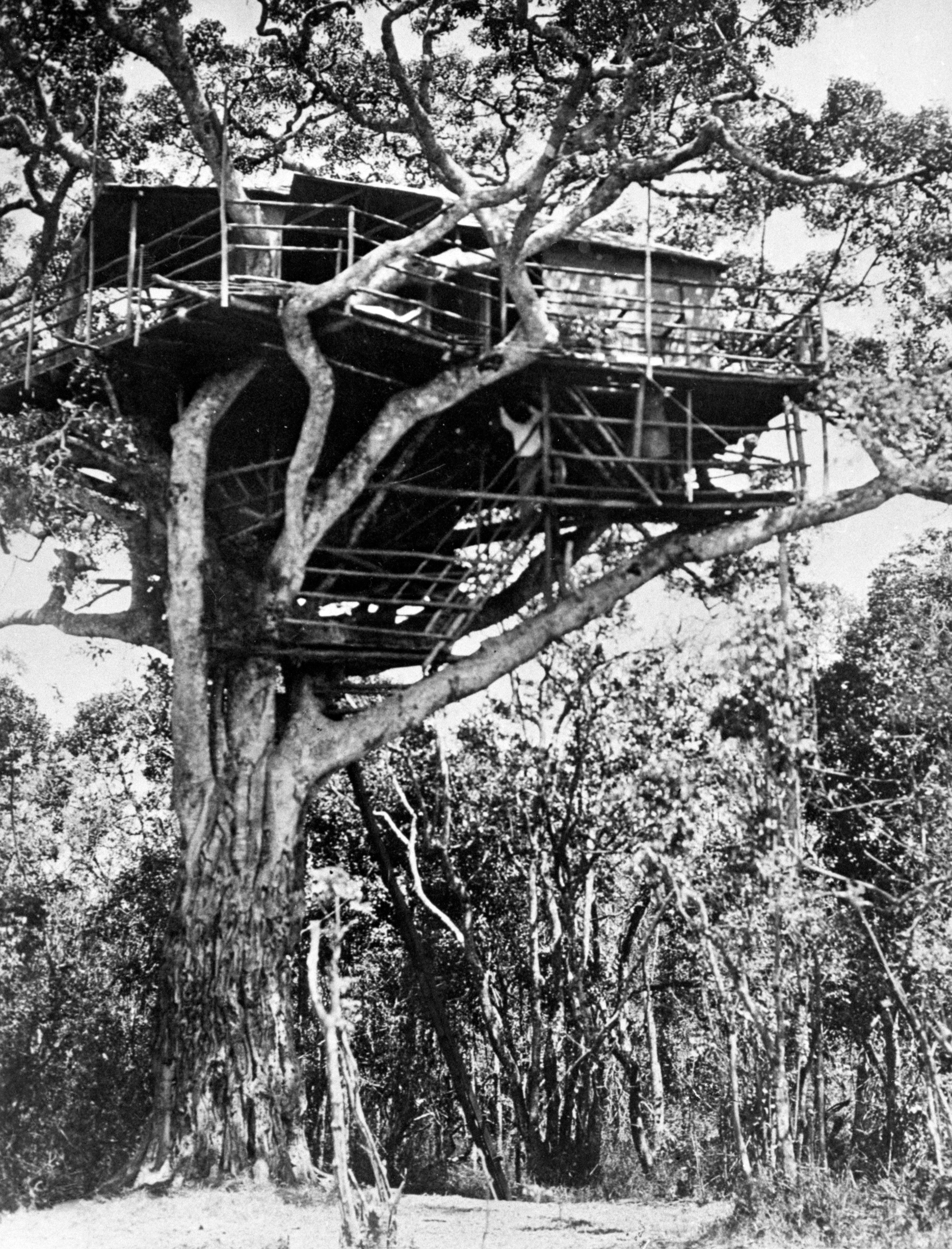 Treetops Hotel perched in the branches of a giant fig tree in Kenya.
