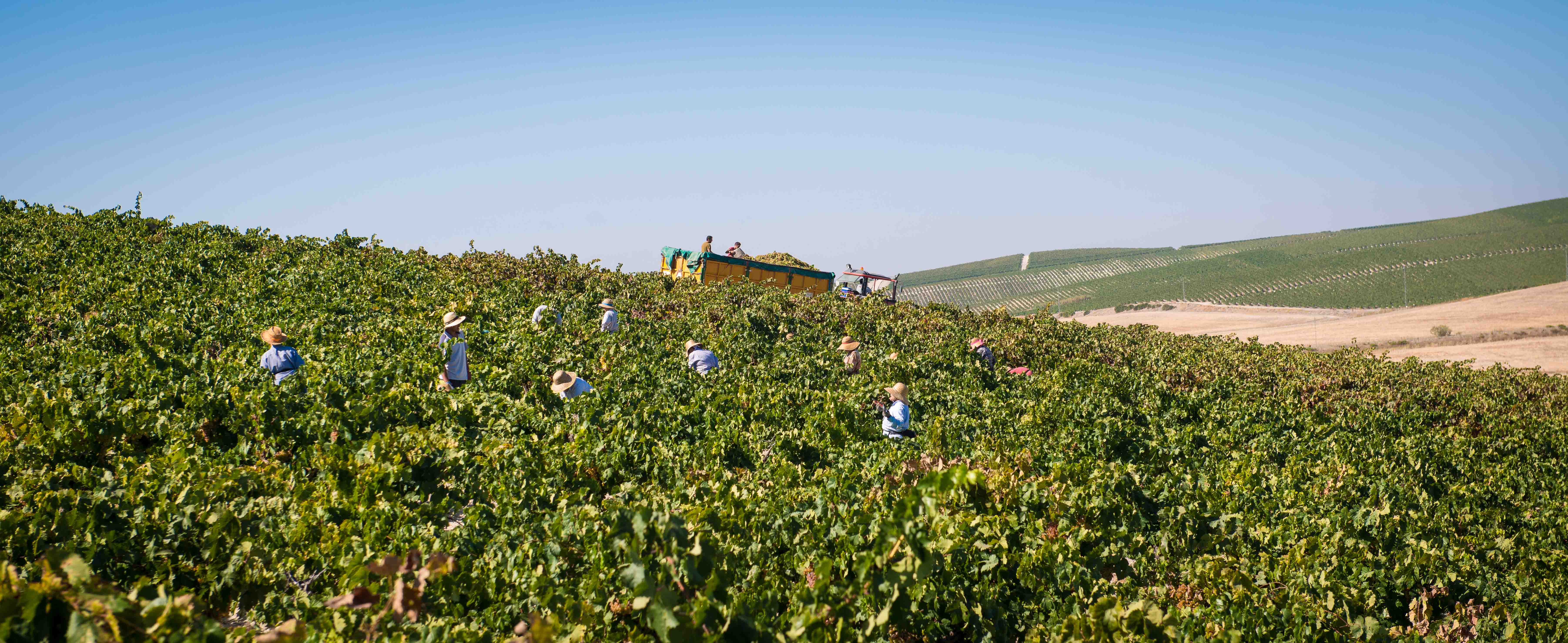 Workers harvesting grapes in a Barbadillo vineyard in Spain.