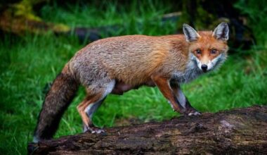 Poll suggests large majority in favour of ban on foxes getting hunted for sport