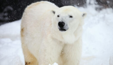 Polar bears may be resilient to climate change at the DNA level, study finds, impacts extinction risk assessments