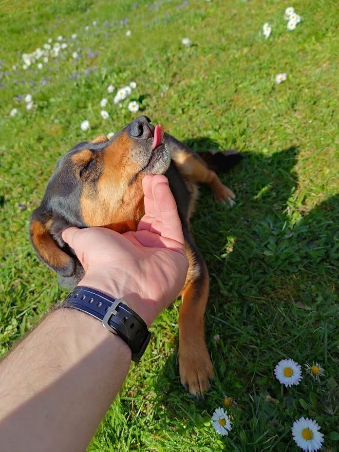 Dnes ma opustila moja blška, tak sa s vami podelím o jej fotku