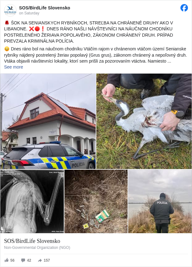 SOS/BirdLife Slovensko: 🚨 ŠOK NA SENIANSKYCH RYBNÍKOCH, STREĽBA NA CHRÁNENÉ DRUHY AKO V LIBANONE. ❌🛑❗ DNES RÁNO NAŠLI NÁVŠTEVNÍCI NA NÁUČNOM CHODNÍKU POSTRELENÉHO ŽERIAVA POPOLAVÉHO, ZÁKONOM CHRÁNENÝ DRUH. PRÍPAD PREVZALA KRIMINÁLNA POLÍCIA.

 😔 Dnes ráno bol na náučnom chodníku Vtáčím rajom v chránenom vtáčom území Senianske rybníky nájdený postrelený žeriav popolavý (Grus grus), zákonom chránený a nepoľovný druh. Vtáka objavili návštevníci lokality, ktorí sem prišli za pozorovaním vtáctva. Namiesto toho boli priamo svedkami streľby z rybničnej sústavy mierenej na preletujúce žeriavy popolavé a jedného ťažko zraneného jedinca našli spadnutého v kroví.

 Odborní pracovníci ho ešte živého transportovali na veterinárnu kliniku, kde RTG vyšetrenie jednoznačne preukázalo prítomnosť brokov. Vzhľadom na rozsah poranení, ktoré boli nezlučiteľné so životom, musel byť žeriav veterinárom utratený. 🦢❌

 👮 Na miesto bola privolaná polícia a prípad prevzal vyšetrovateľ.

 ⚠️ Udalosť, ku ktorej došlo na Sennom, nemožno považovať za omyl ani ojedinelý incident. Ide o závažný prípad usmrtenia chráneného druhu v jednej z najcennejších prírodných lokalít Slovenska, ktorý poukazuje na dlhodobé zlyhávanie kontroly, dodržiavania pravidiel a vymáhania zákona ako aj dodržiavania základných pravidiel poľovníckej etiky pri love zveri na tejto konkrétnej lokalite.

 🆘❌ Na Senianskych rybníkoch sa dnes stalo presne to, čo celý svet odsudzuje v krajinách ako Libanon – postrieľané vzácne vtáky, ktoré sú chránené zákonom. O to zarážajúcejšie a bolestnejšie je, že sa to stalo na mieste, ktoré má byť symbolom ochrany prírody, nie jej porušovania a to na najvýznamnejšom zhromaždisku vodného vtáctva na Slovensku, kde sa zdržujú desaťtitísce jedincov vodného vtáctva, vrátane vzácnych druhov.

 Zdôrazňujeme, že týmto statusom nechceme útočiť na na poľovníkov ako skupinu a spochybňovať dnešné legislatívne rámce v zákone o poľovníctve. Drvivá väčšina poľovníkov na Slovensku by podľa nášho presvedčenia aktuálny stav, kedy dochádza k streľbe na ohrozené a vzácne druhy jednoznačne odsúdila. Poukazujeme však na veľmi špecifický a dlhodobo neriešený problém konkrétnej lokality Senianske rybníky, ktorý rozsahom ohrozenia chránených druhov nemá na Slovensku obdobu.

 🛑 Budeme apelovať na príslušné štátne orgány, aby bezodkladne prijali účinné opatrenia.❗ Dlhodobé vyrušovanie chránených druhov poľovačkami na zimovisku v najvýznamnejšej lokalite pre výskyt migrujúceho vtáctva na Slovensku dospelo do kritického bodu – tento prípad je jeho tragickým vyvrcholením.

