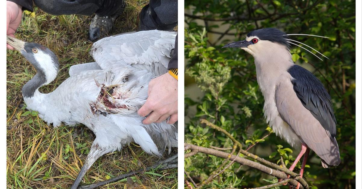 Protected cranes shot dead in Slovakia as conservationists warn of wider threats to bird habitats