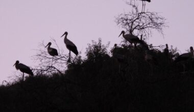 Scorching the Monk Forest: Israel’s ecocide in southern Lebanon | Israel attacks Lebanon