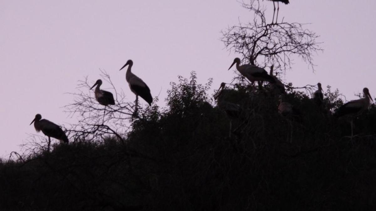 Scorching the Monk Forest: Israel’s ecocide in southern Lebanon | Israel attacks Lebanon