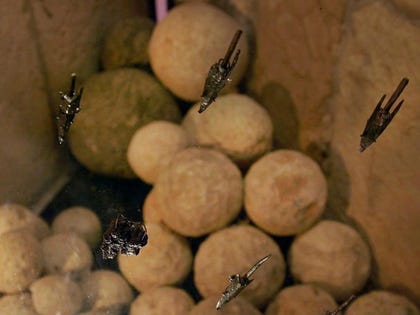Hasmonean-period arrowheads and catapult stones, Tower of David Jerusalem Museum. Credit: Emil Aladjem / Israel Antiquities Authority Hasmonean-period arrowheads and catapult stones, Tower of David Jerusalem Museum.