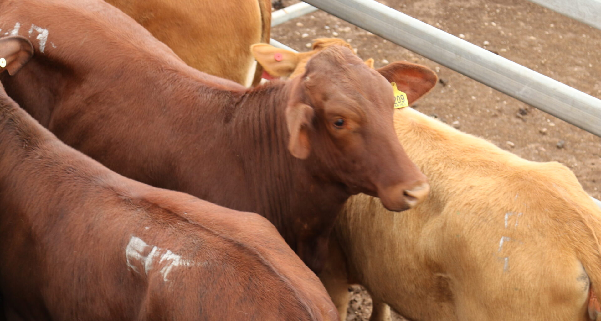 Global protein demand underpins Australia’s rising cattle market