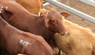 Global protein demand underpins Australia’s rising cattle market