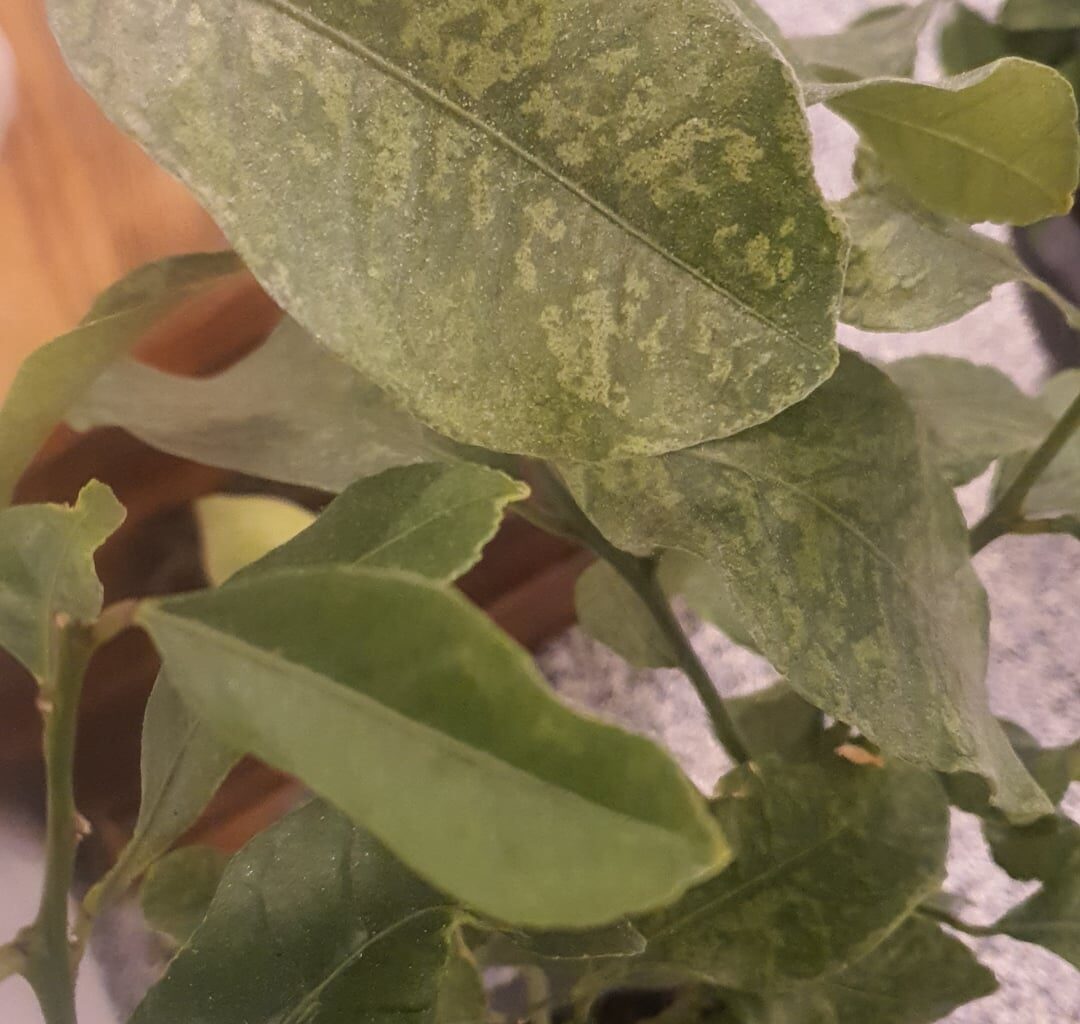 Hilfe beim Zitrusbaum