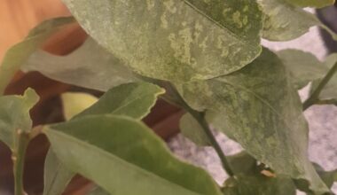 Hilfe beim Zitrusbaum