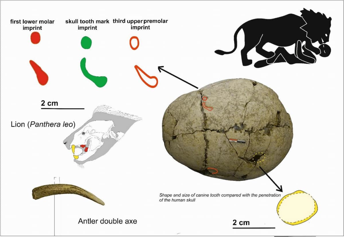 attack lion age copper Bulgaria
