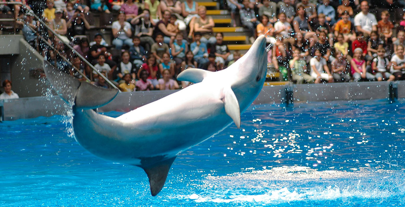 Minister hakt knoop door over Belgisch dolfinarium: binnen twaalf jaar geen dolfijnen meer
