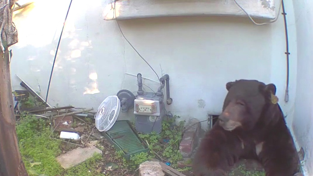 Bear lives rent-free in Altadena home