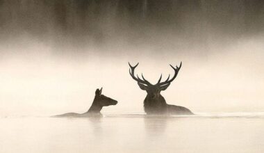 "Le Chant des forêts" : le nouveau film de Vincent Munier, le réalisateur de "La Panthère des neiges"