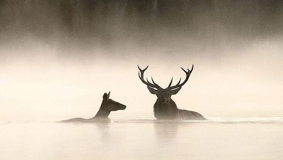 "Le Chant des forêts" : le nouveau film de Vincent Munier, le réalisateur de "La Panthère des neiges"
