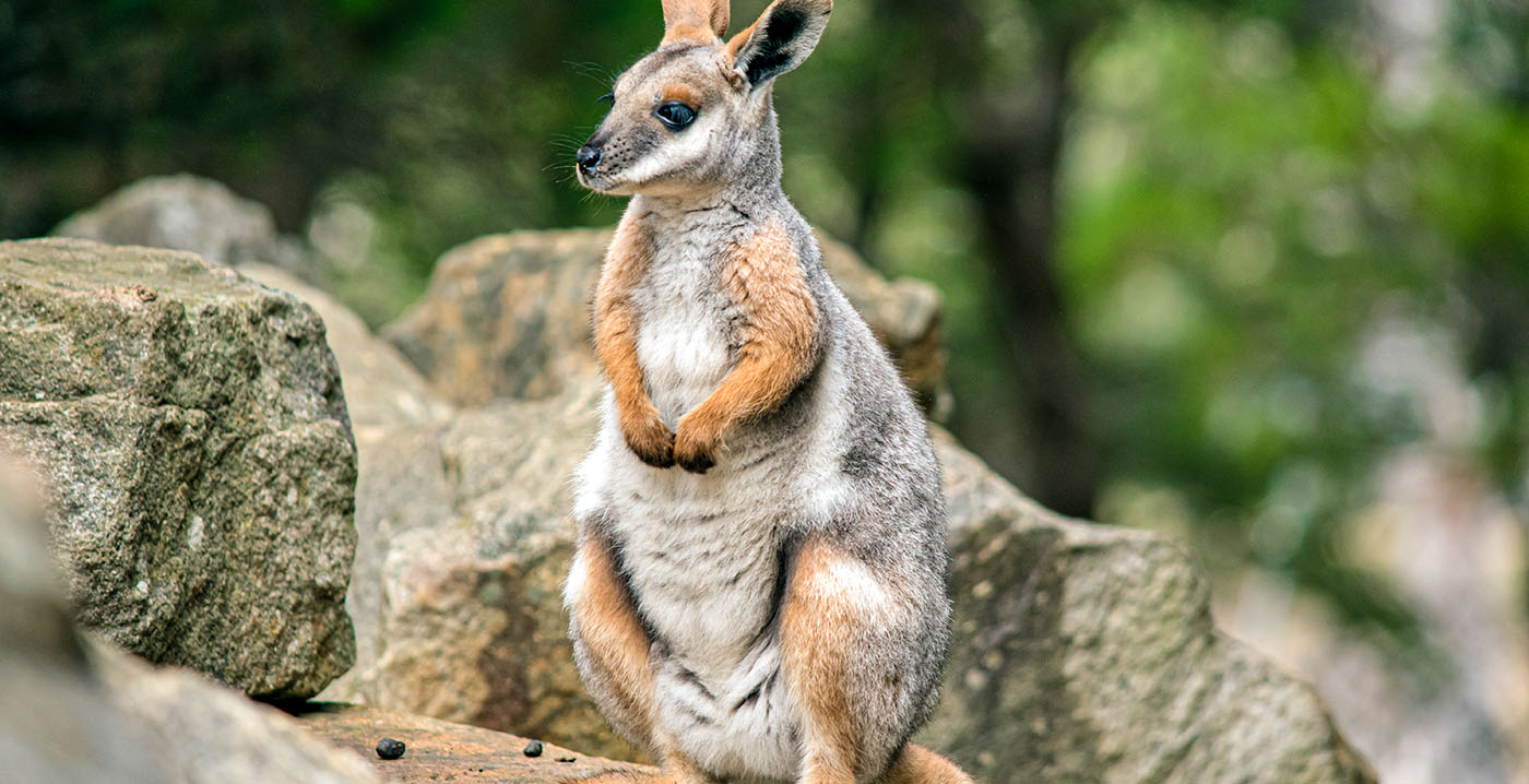 GaiaZoo verwelkomt volgend jaar bijzonder en bedreigd dier: 'Unieke nieuwe diersoort'