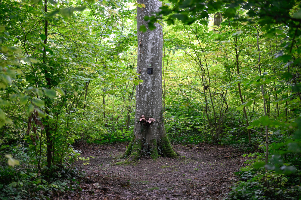 Naturschutz Neuer Bericht: Luxemburgs Biodiversität ist in schlechter Verfassung