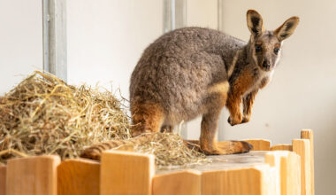 Primeur in Nederland: zeldzame geelvoet-rotswallaby's gearriveerd in GaiaZoo