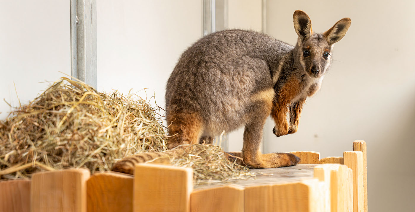Primeur in Nederland: zeldzame geelvoet-rotswallaby's gearriveerd in GaiaZoo