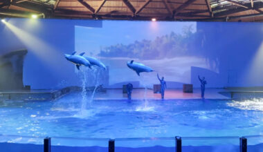 Oude dolfijnenshow uit Dolfinarium Harderwijk maakt comeback in België