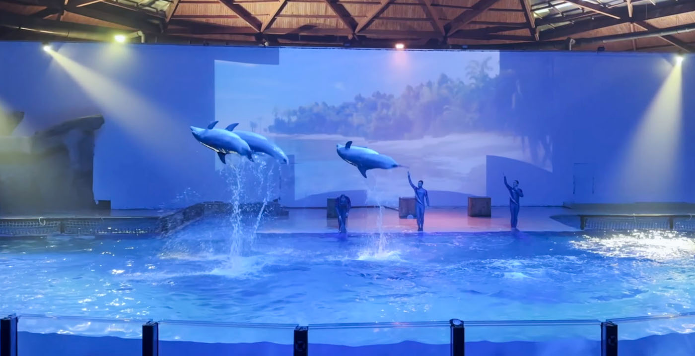 Oude dolfijnenshow uit Dolfinarium Harderwijk maakt comeback in België