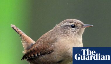Country diary: There’s a new tenant in my rickety old greenhouse | Birds