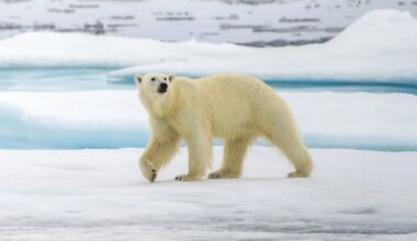 Endangered polar bears are evolving to survive global warming: Here’s how?