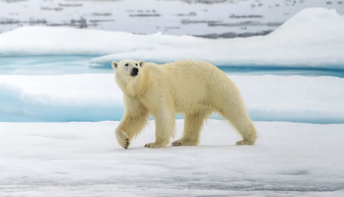 Endangered polar bears are evolving to survive global warming: Here’s how?