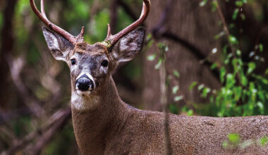 MDC announces changes to turkey, deer hunting