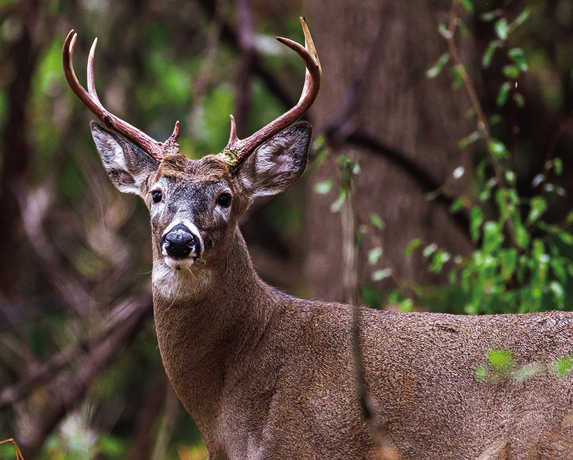 MDC announces changes to turkey, deer hunting