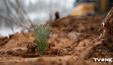 FOTOSTĀSTS ⟩ Mašinizētā meža stādīšana: jaunā realitāte Latvijas mežos