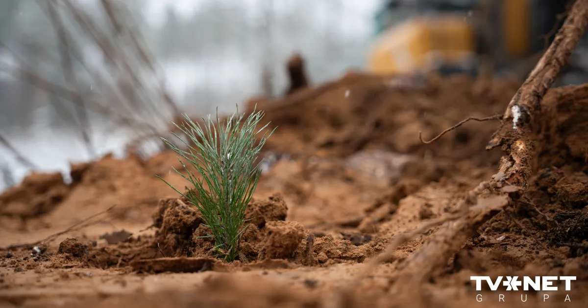FOTOSTĀSTS ⟩ Mašinizētā meža stādīšana: jaunā realitāte Latvijas mežos