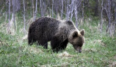 Karude arvu jätkuv kasv on inimestele oht