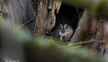 Waldkauz :)