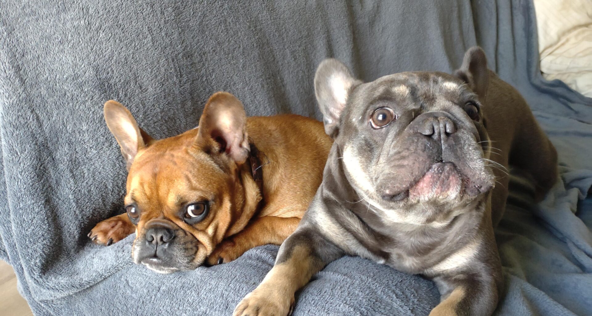 Anyone know of dog friendly restaurants around?