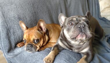 Anyone know of dog friendly restaurants around?