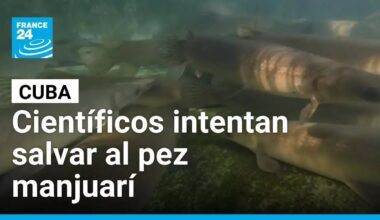 Cuba: científicos luchan por salvar al pez manjuarí de la extinción • FRANCE 24 Español