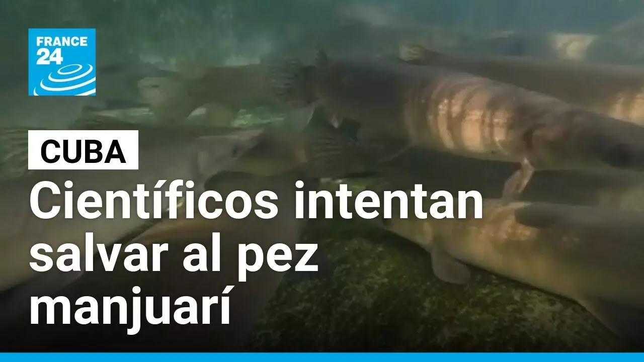 Cuba: científicos luchan por salvar al pez manjuarí de la extinción • FRANCE 24 Español