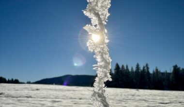 Winter Wonderland ❄️