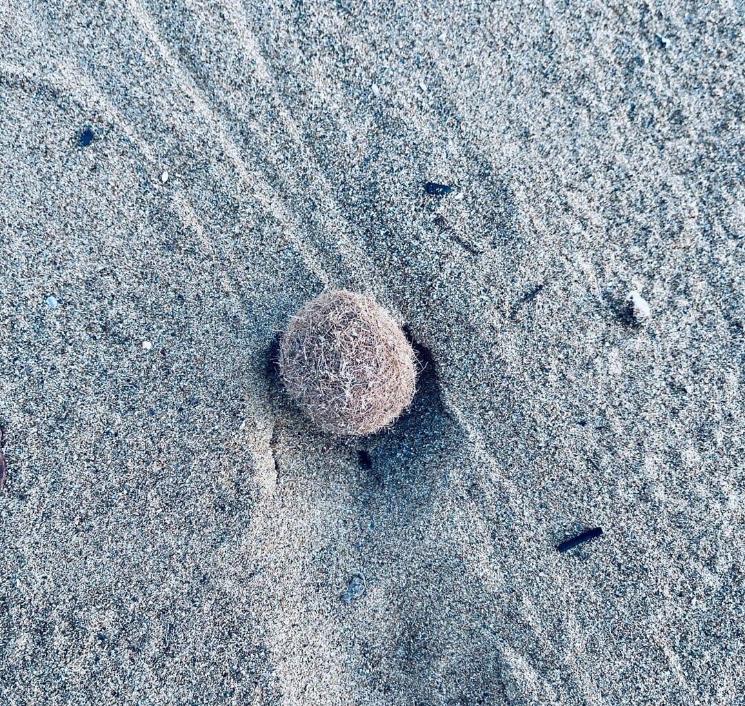 Was sind das für pelzige, fluffige kleine Bällchen, die hier am griechischen Strand rumliegen?