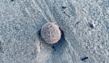 Was sind das für pelzige, fluffige kleine Bällchen, die hier am griechischen Strand rumliegen?